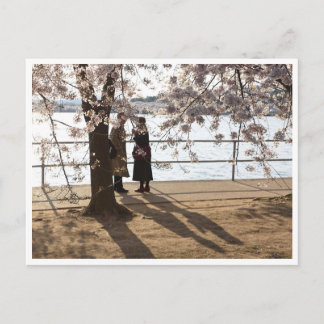 "Shadows under the cherry tree" postcard