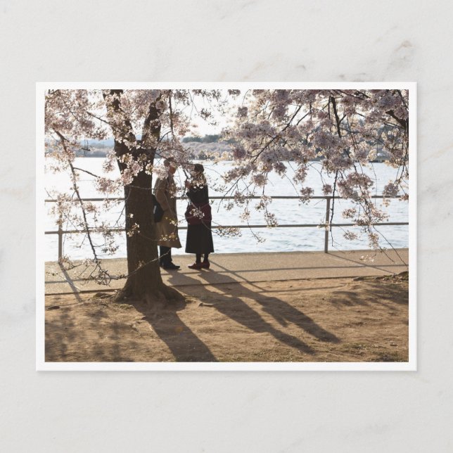 "Shadows under the cherry tree" postcard (Front)