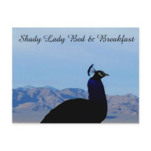 Shady Lady Bed & Breakfast Postcard