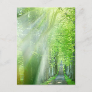 Shafts of Sunlight Postcard