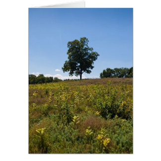 Shagbark Hickory-Charles River Peninsula