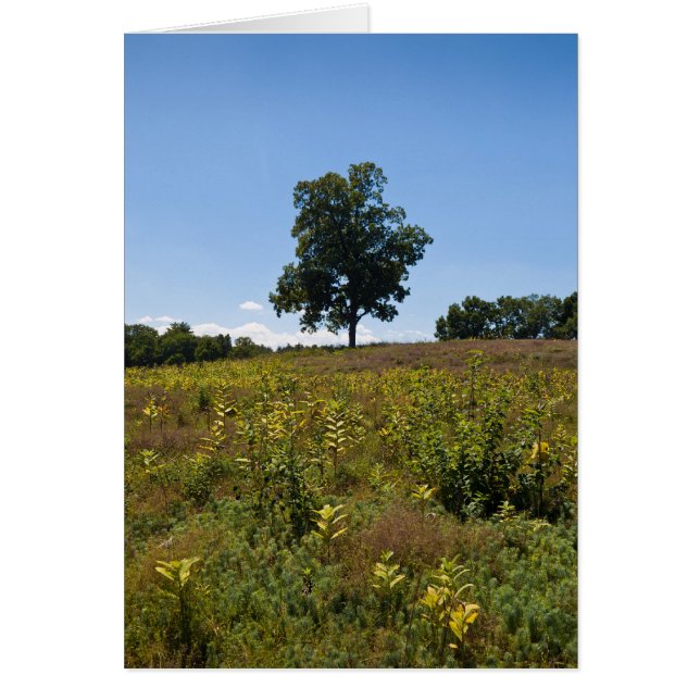 Shagbark Hickory-Charles River Peninsula (Front)