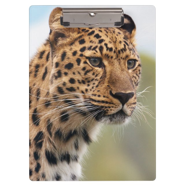 Shaggy Adult Cheetah in the Wild Clipboard (Front)