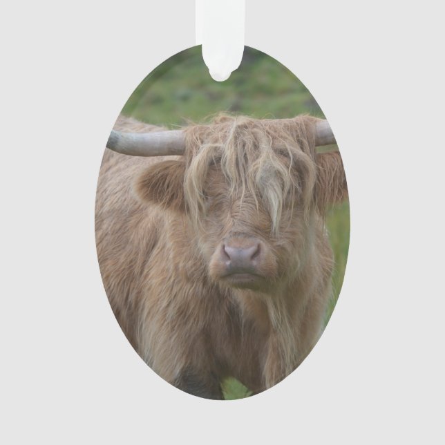 Shaggy Blonde Highland Cow Ornament (Front)