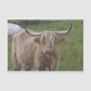 Shaggy Blonde Highland Cow Tissue Paper