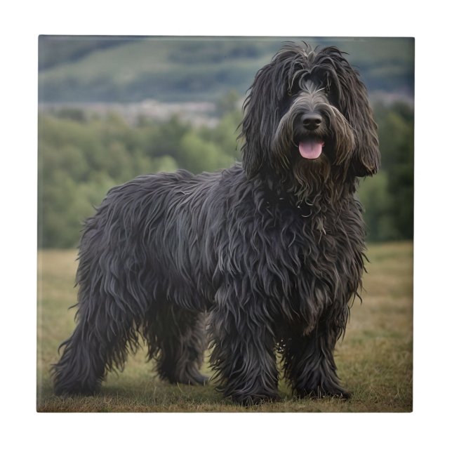 "Shaggy Elegance: The Black Bergamasco Sheepdog" Tile (Front)