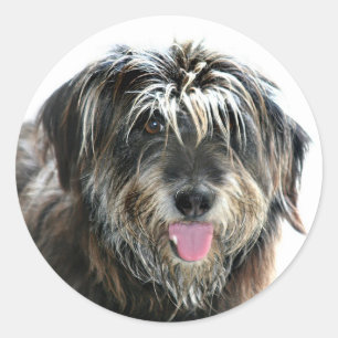 Shaggy faced dog classic round sticker
