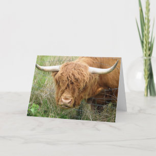 Shaggy Highland Cow Card