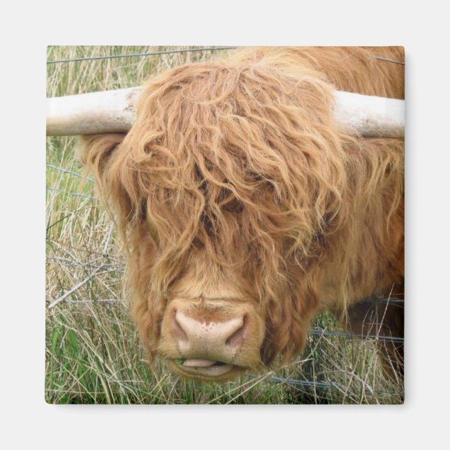 Shaggy Highland Cow Magnet (Front)
