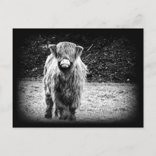 Shaggy Highland Cow Photo (Black & White) Postcard