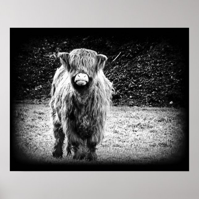 Shaggy Highland Cow Photo (Black & White) Poster (Front)