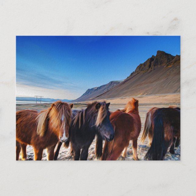 Shaggy Iceland Horses Postcard (Front)