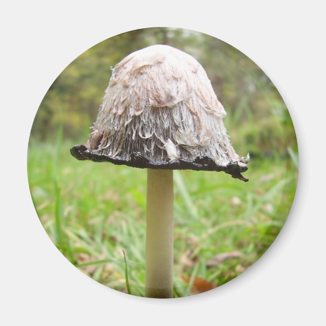 Shaggy Ink Cap Mushroom Magnet (Front)