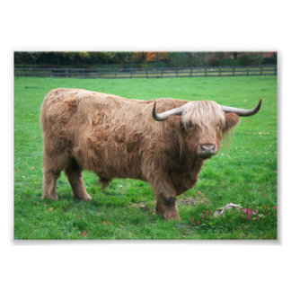 Shaggy Print