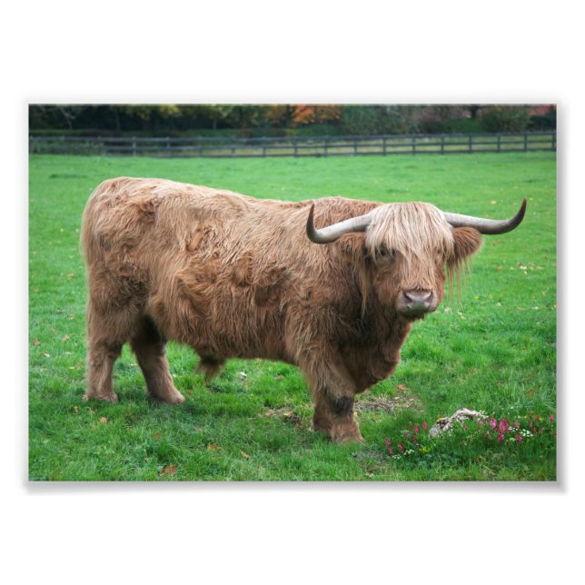 Shaggy Print (Front)