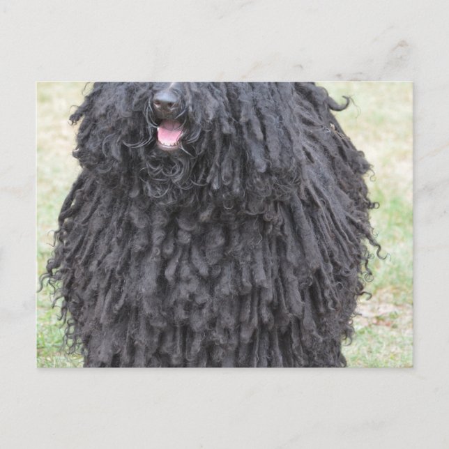Shaggy Puli Dog Postcard (Front)