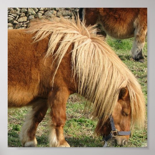  Shaggy  Shetland Pony  Poster Zazzle co uk