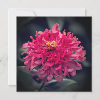 Shaggy Zinnia Thank You Card