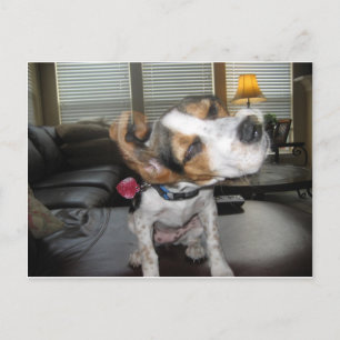 Shake it off beagle postcard