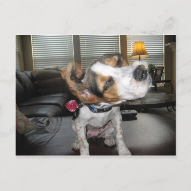 Shake it off beagle postcard (Front)