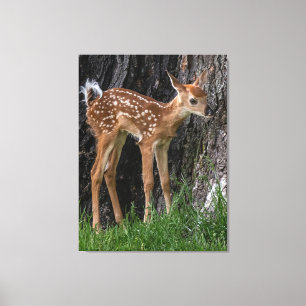 Shaky Legs Fawn Canvas Print