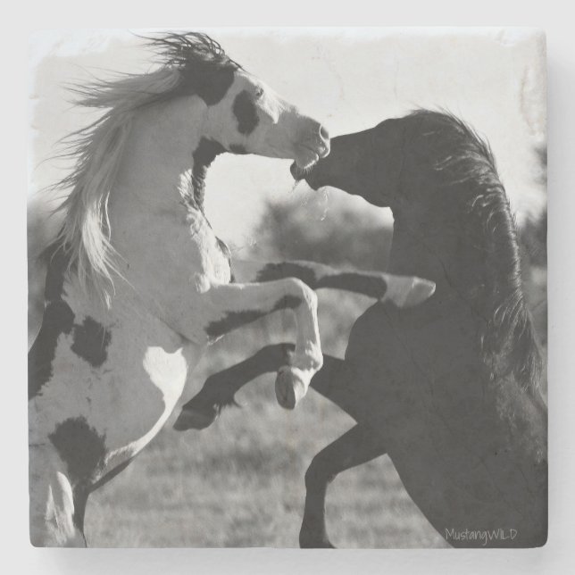 Shaman, wild Medicine Hat stallion- Coaster (Front)