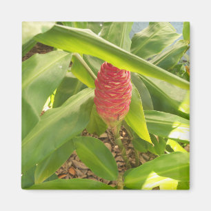 Shampoo Ginger flower Magnet