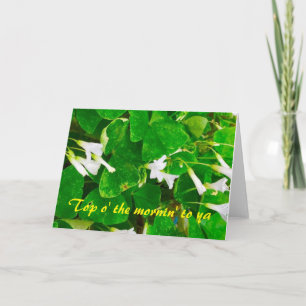 Shamrock Blank Greetings Card