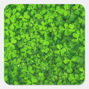 Shamrock Clovers Green Irish Symbol Ireland Square Sticker