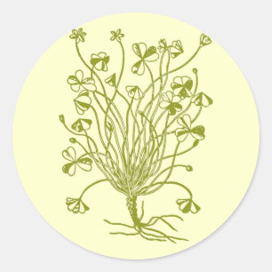 Shamrock Plant Classic Round Sticker
