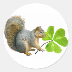 Shamrock Squirrel Stickers