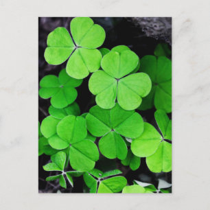 Shamrocks Postcard