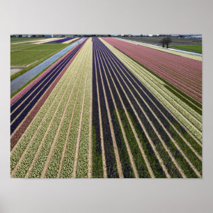 Shapes of tulip fields in Netherlands Poster