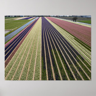 Shapes of tulip fields in Netherlands Poster