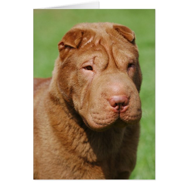 Shar Pei (Front)