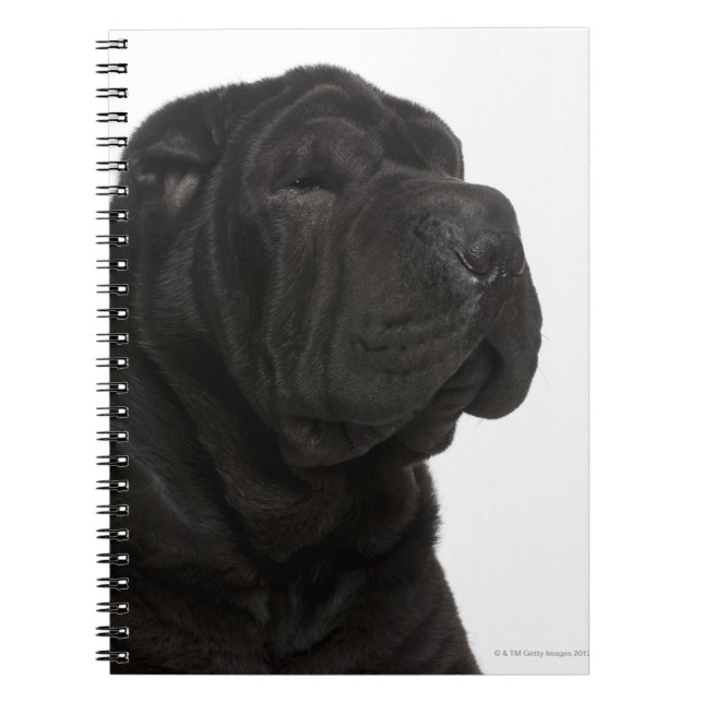 Shar Pei (1 year old) close-up Notebook (Front)