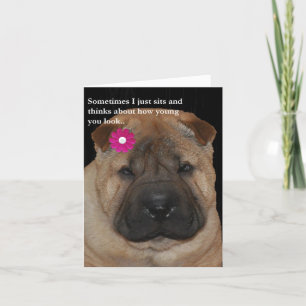 Shar Pei Birthday card-Just Sits Card