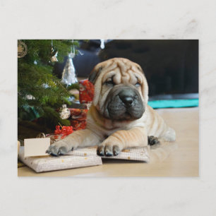 Shar Pei Christmas Holiday Postcard