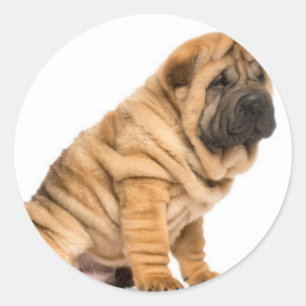 Shar pei Dog Classic Round Sticker