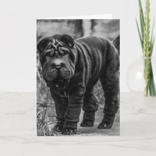SHAR PEI DOG CUTE BIRTHDAY CARD