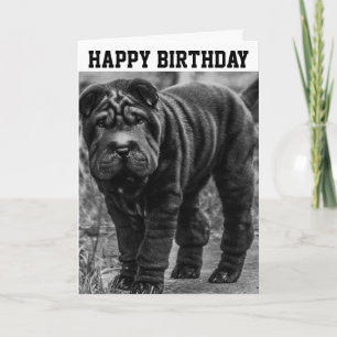 SHAR PEI DOG CUTE BIRTHDAY CARD