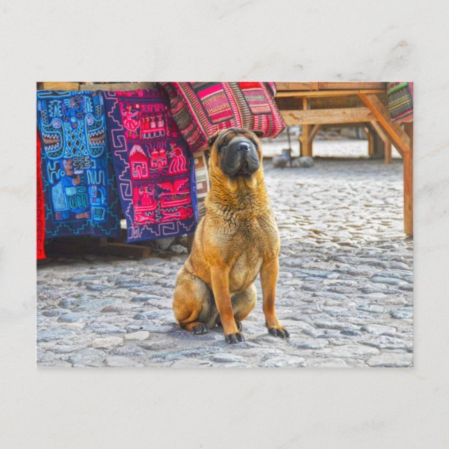 Shar Pei Dog, Ollantaytambo, Peru Postcard (Front)