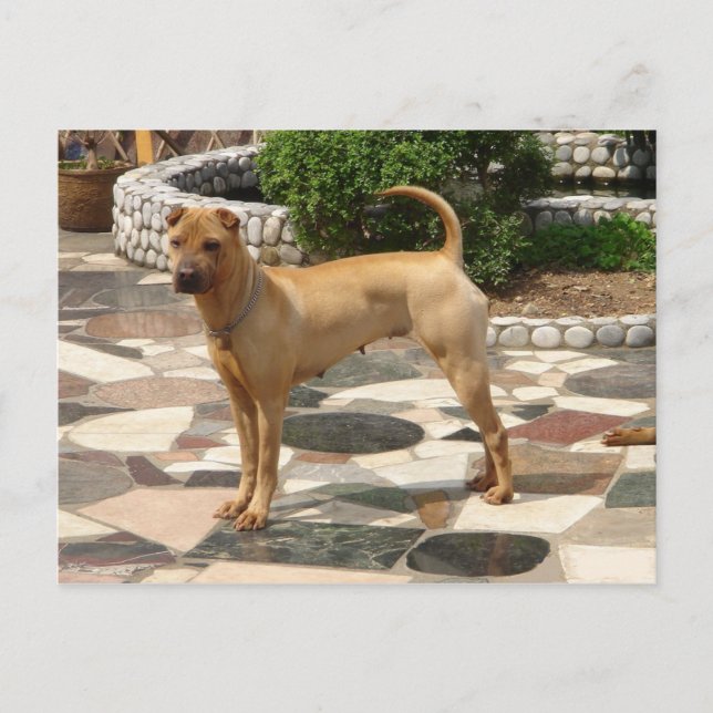 shar pei full.png postcard (Front)