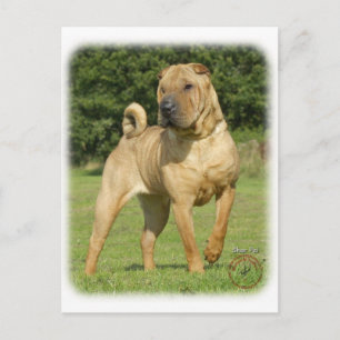 Shar Pei Postcard