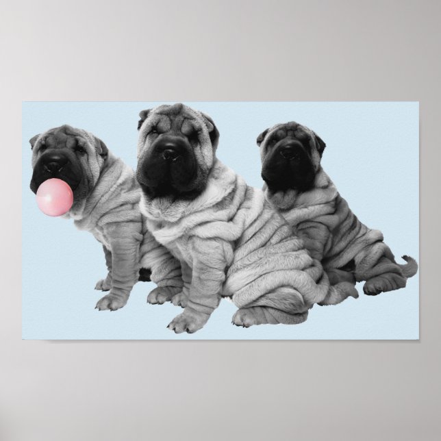 Shar Pei Puppies Black White Bubble Gum Dog Poster (Front)
