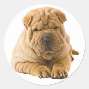 Shar Pei Puppy Dog Sticker / Seals