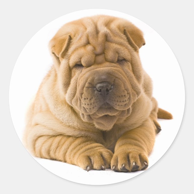 Shar Pei Puppy Dog Sticker / Seals (Front)