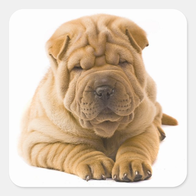 Shar Pei Puppy Dog Sticker / Seals (Front)