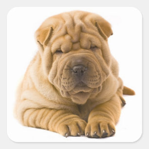 Shar Pei Puppy Dog Sticker / Seals