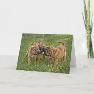 Shar-Pei Pups with Stick Greeting Card